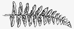 Outline, Leaf, Cartoon, Fern, Branch, Plant, Vine - Clip Art Black And White Fern