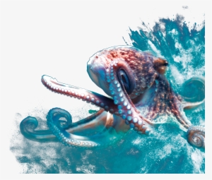 Stick To It - Octopus