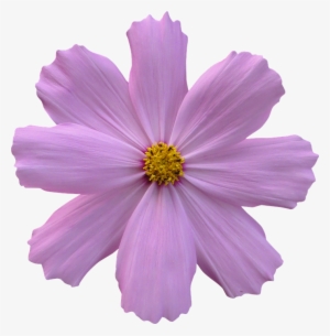 Purple Flower Transparent Background