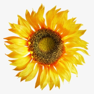 Sunflower Png