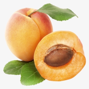 Apricots Png Clipart Best Web Clipart - Rex Orange County Apricot