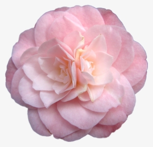 Rosegold Aesthetic Rose Freetoedit - Transparent Flowers