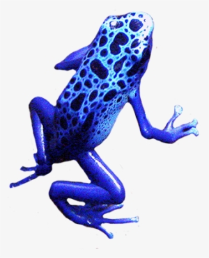 Blue Frog Png - Blue Frog Clip Art