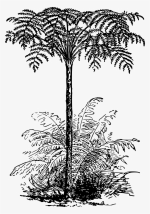 This Free Icons Png Design Of Tree Fern