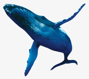 Humpback Whales - Whale Png