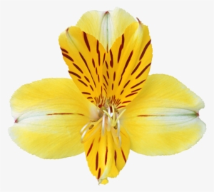 Happy Birthday Banner With Balloons Transparent Png - Orquideas Amarillas Png