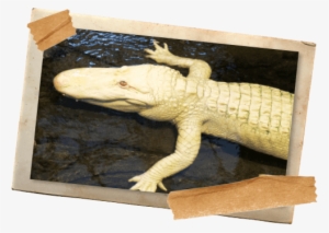 These Rare And Mystical Creatures From The Louisiana - Alligators