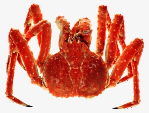 Live King Crab Png