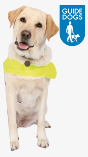 Pet Fresh - Remove Odours And Stains Caused