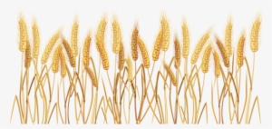 Wheatgrass Transparent Png Clipart Picture - Wheat Clipart Transparent Background