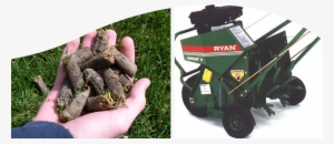 Header-shrub - Lawn Aeration Plugs
