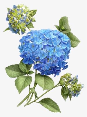 French Hydrangea Botanical Illustration Flower Painting - Hydrangea Illustration