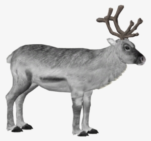 Svalbard Reindeer 2 - Wiki