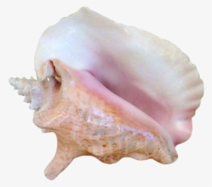 Seashells Clipart Transparent Tumblr - Seashells Tumblr Transparent