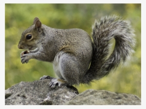 Medium Image - Wild Squirrels