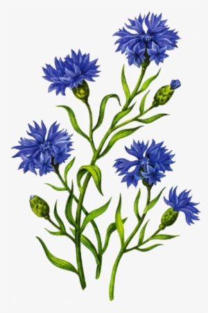 Cornflower Drawing White Background - Лесные И Полевые Цветы