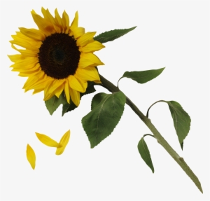 Common Sunflower