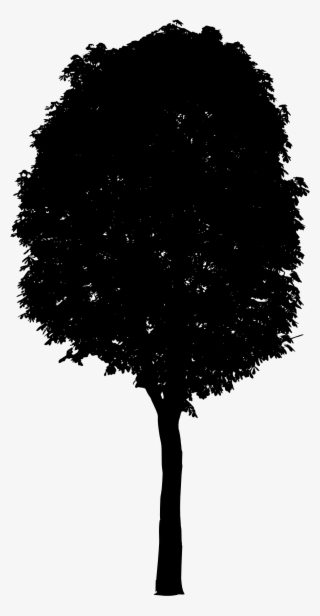 Png File Size - Tree