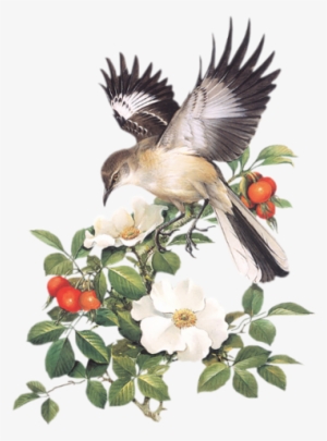 Birds On Branches - Peterson Field Guide To Birds Of Eastern