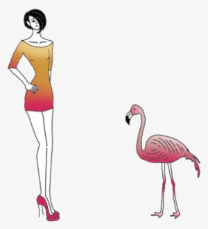 Flamingos - Greater Flamingo