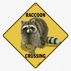 Raccoon Crossing - Crossing Sign