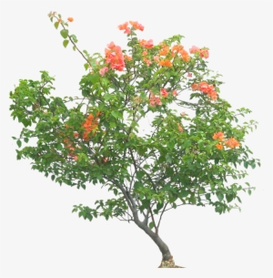 Png V - 5 - 7 Image - Bougainville Plant Png
