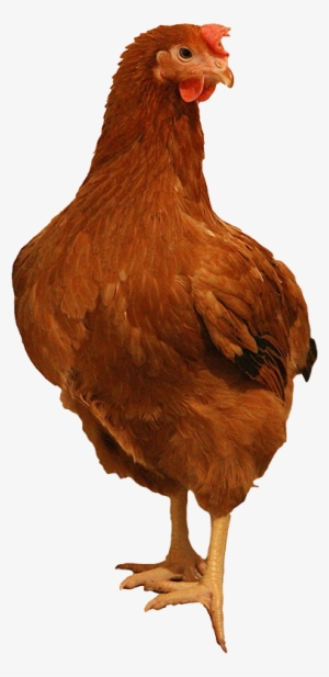 Brown Chicken Png Image Background - Transparent Rhode Island Chicken