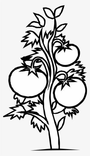 Corn Plant Growing Clipart Kid - Plants Black And White Clip Art