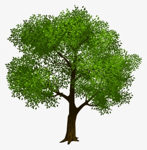 Transparent Green Tree Clipart Picture - Transparent Background Tree Clipart