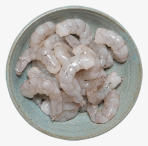 10 Ounce - Shrimp - Boa Constrictor