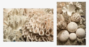 Lee Cummings Installation Detail, 2016-17 Porcelain - Pezizales