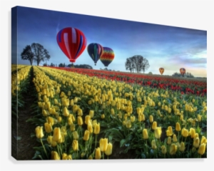 Hot Air Balloons Over Tulip Field Canvas Print - Hot Air Balloons Spring