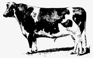 How To Set Use Cow Clipart