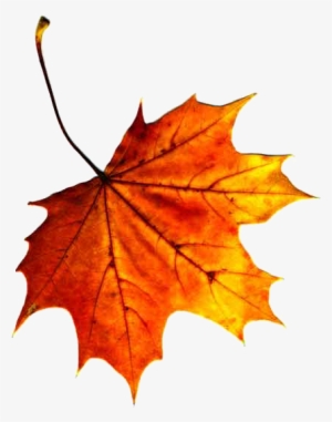 Fall Leaves Clip Art Clipart - Equinoccio By Abraham Serrano 9781516805488 (paperback)