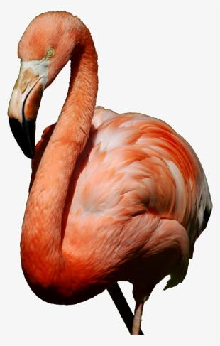 Report Abuse - American Flamingo Journal: 150 Page Lined Notebook/diary