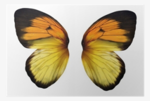 Real Butterfly Paperweight (3" X 3" X 1") (yellow Orange