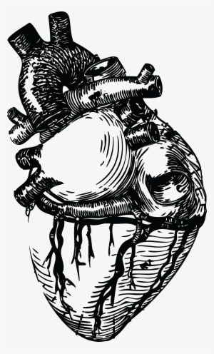 Drawn Grenade Human Heart - Realistic Heart Line Art