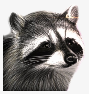 Raccooneggs Youtube Csgo Raccoon Raccoonsticker Here - Raccooneggs Raccoon