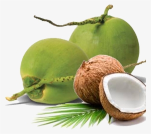 We Are Able To Ensure Stability In Our Supply Chain - Green Coconut