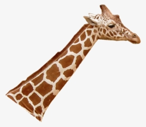 Giraffenhals Blick Rechts - Giraffe Head Png