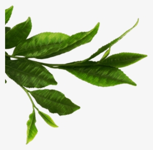 Tea Leaves Png Download - Green Tea Leaf Tea Png