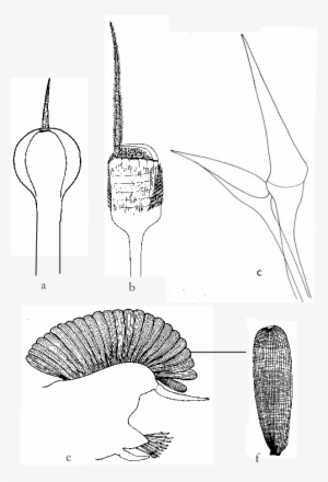 Setas Paleales - Sabellaria
