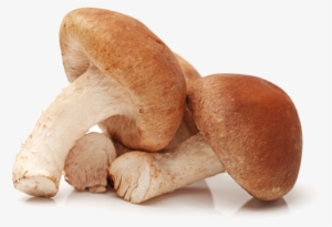 Champignon En 8 Lettres