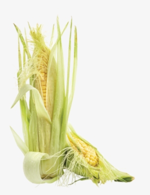 Intro - Pelos De Elote Png