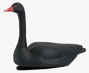 Black Swan