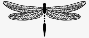 Report Abuse - Dragonfly