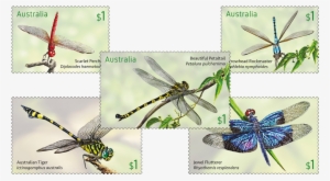 Set Of Dragonflies - Australia