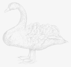 Stay Informed - The Black Swan