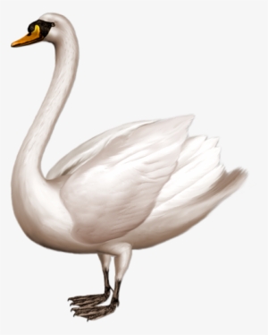 Black Swan Sticker - Swan Png