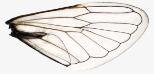 Wings Of A Dragonfly Right - Dragonfly